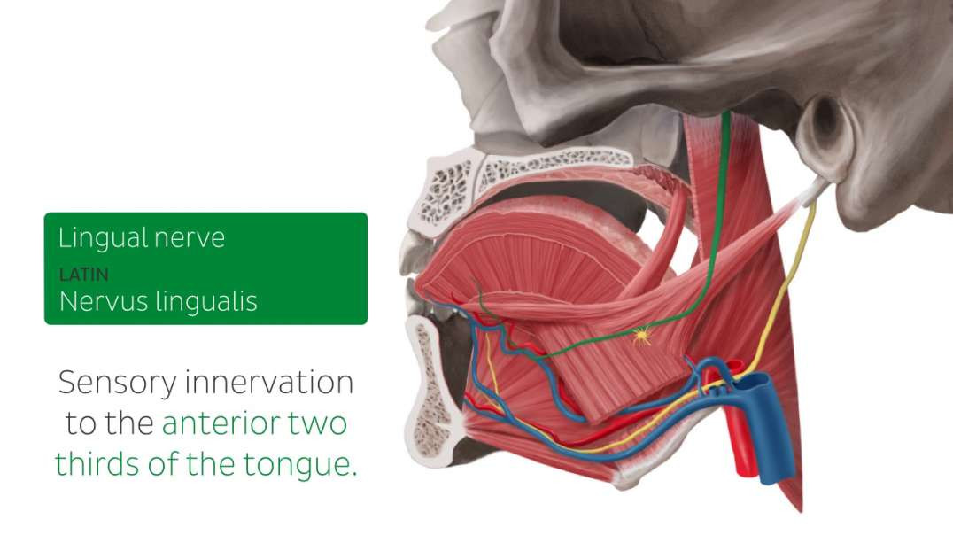 Neurovasculature of the tongue
