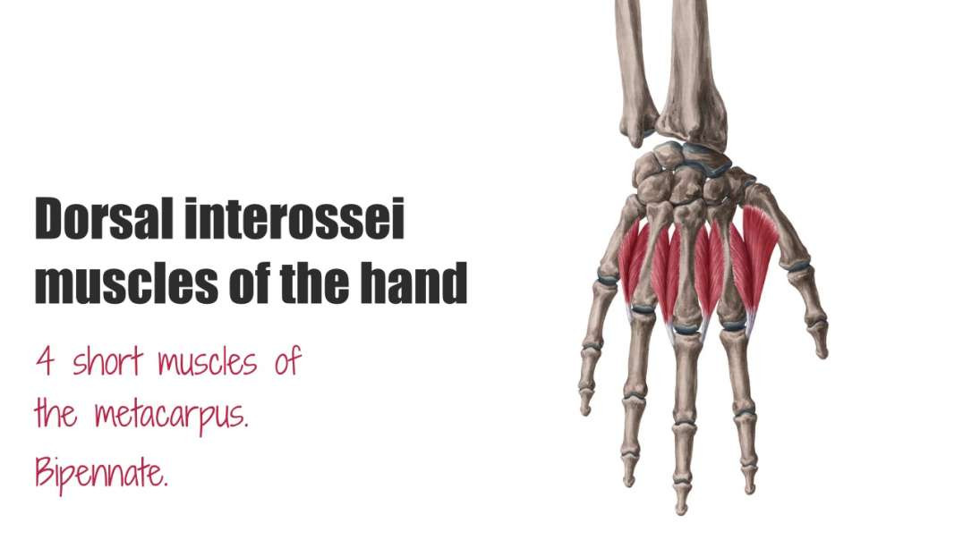 Dorsal interossei muscles of the hand
