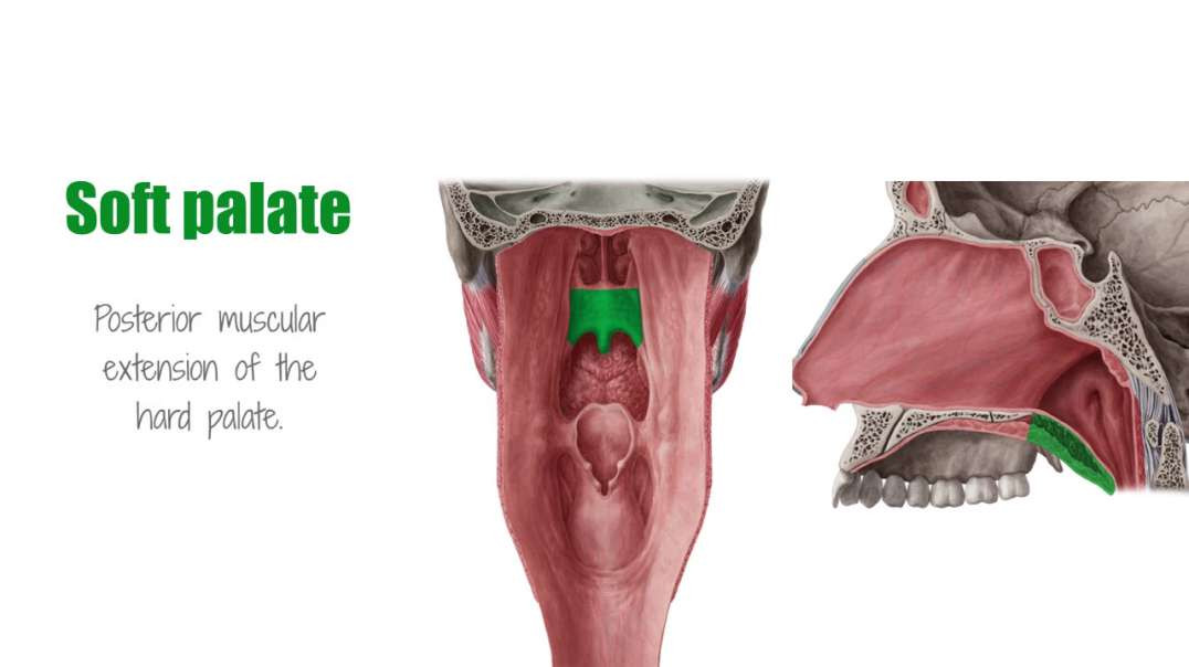 Hard palate