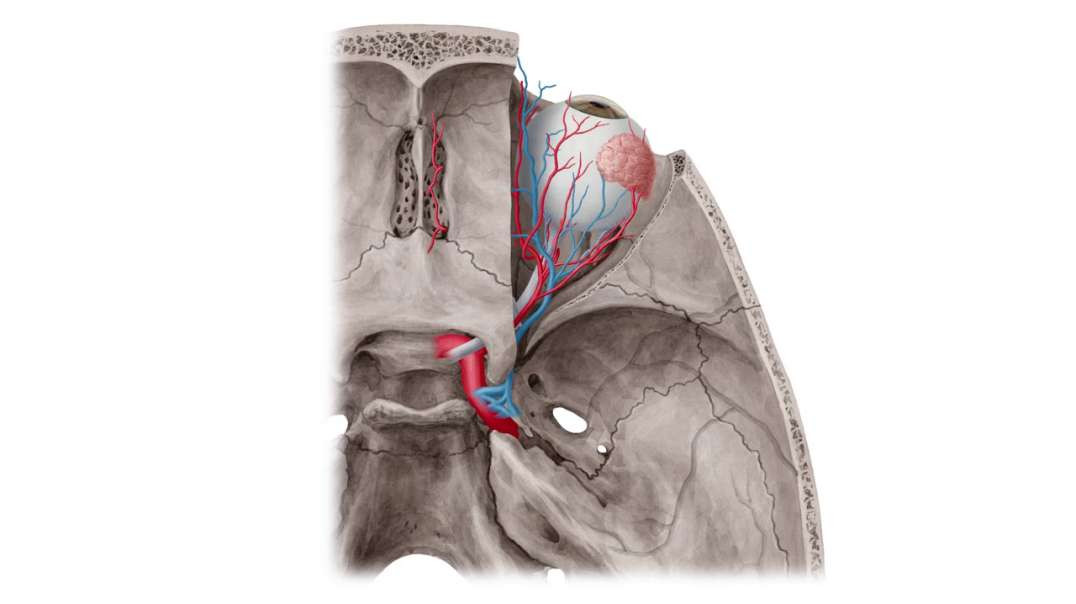 Muscles of mastication