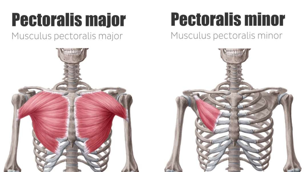 Pectoral muscles