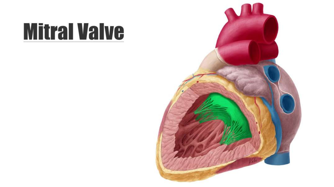 Mitral Valve
