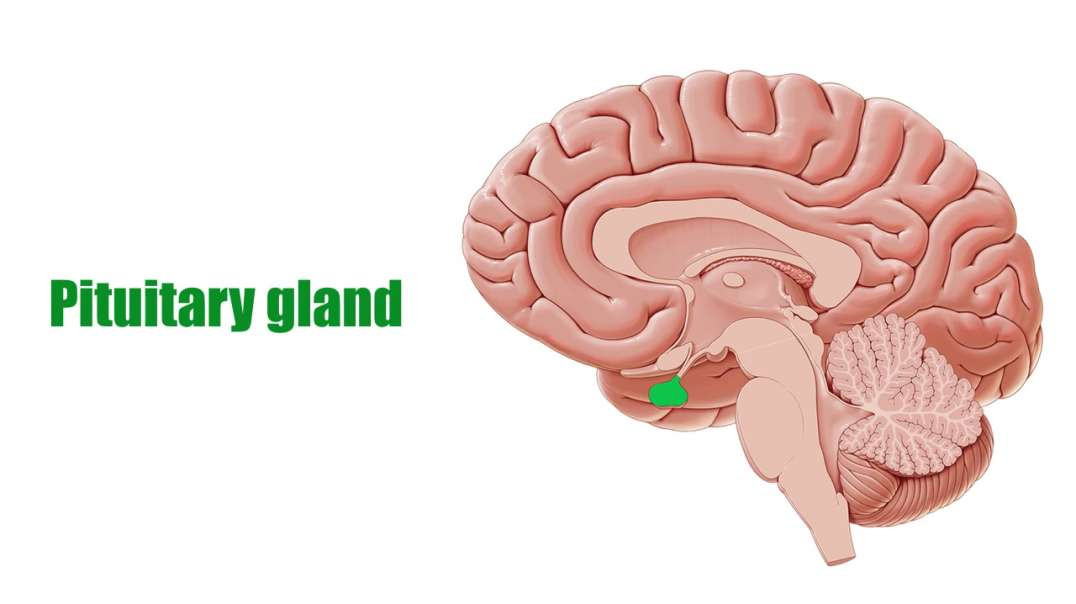 What is a gland