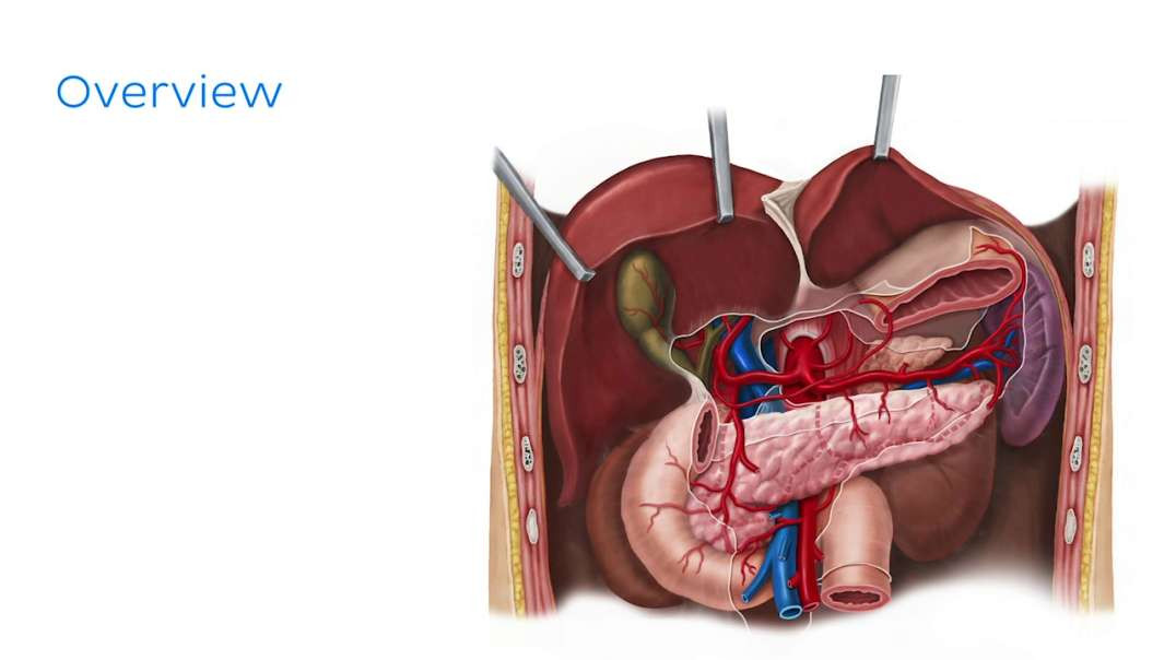 Arteries of pancreas, duodenum and spleen
