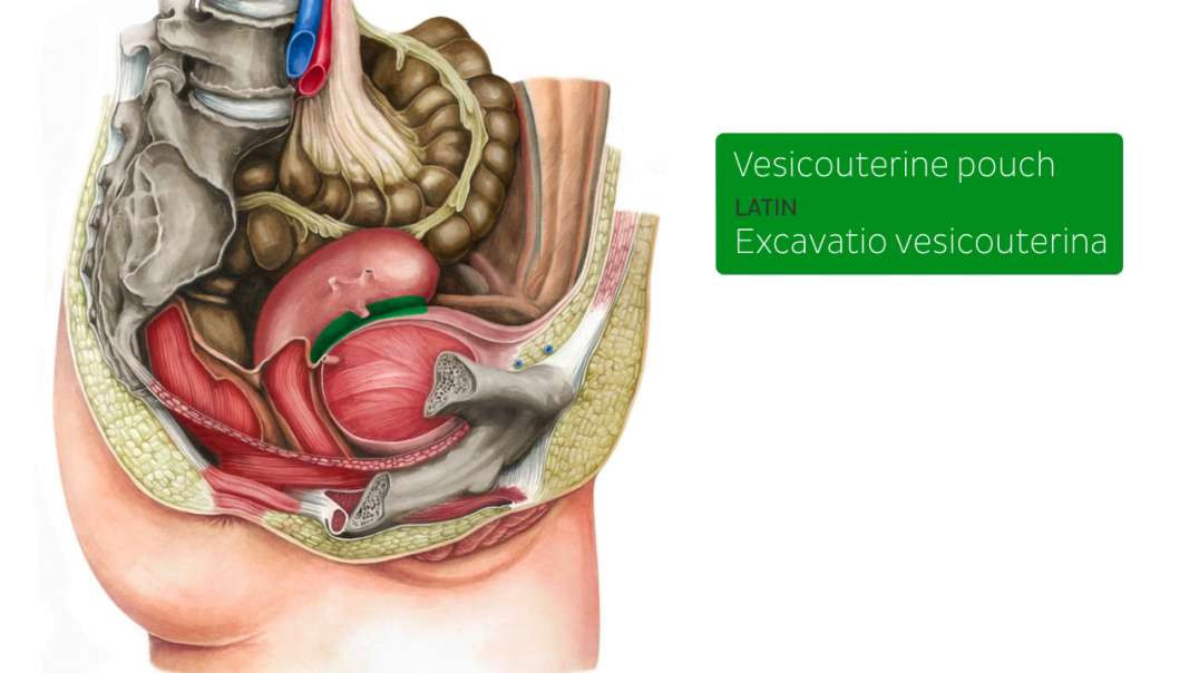 Vesicouterine pouch