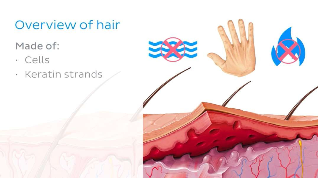Scalp and hair histology