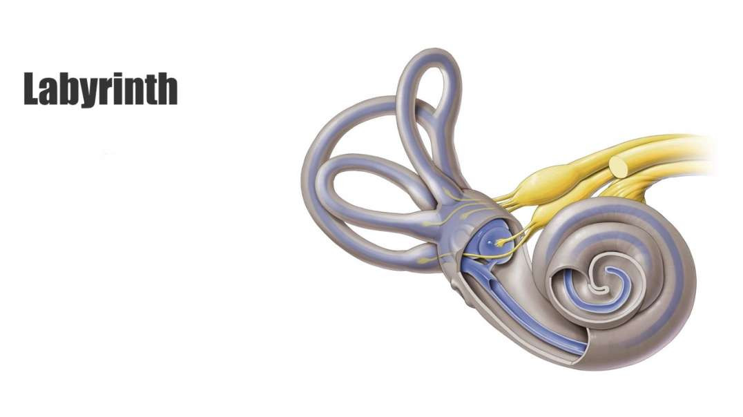 Labyrinth from Kenhub on Vimeo