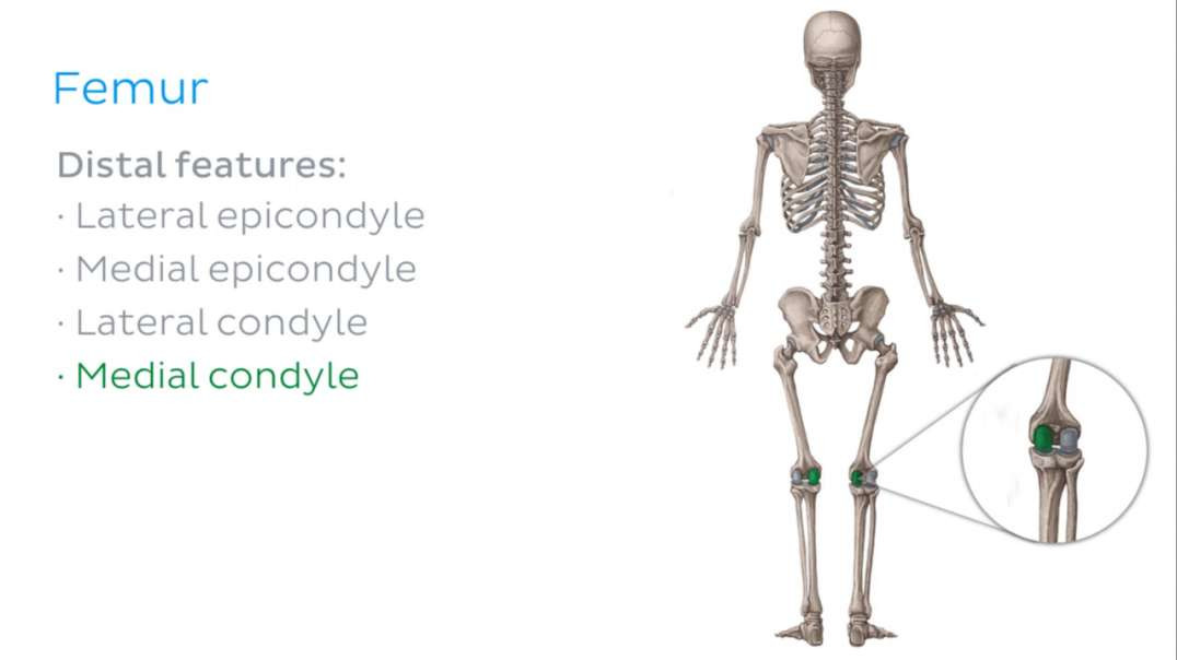 Skeletal system