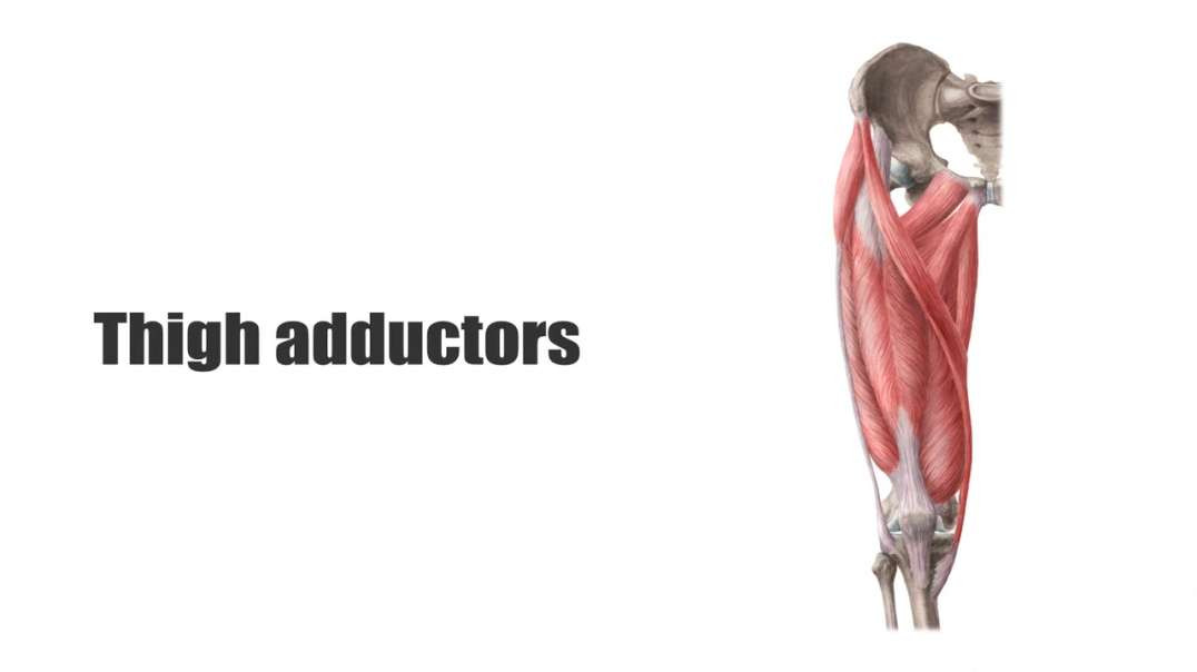Adductors of the thigh