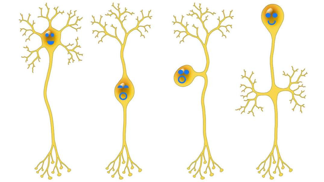 Functions of the extensor digitorum longus muscle
