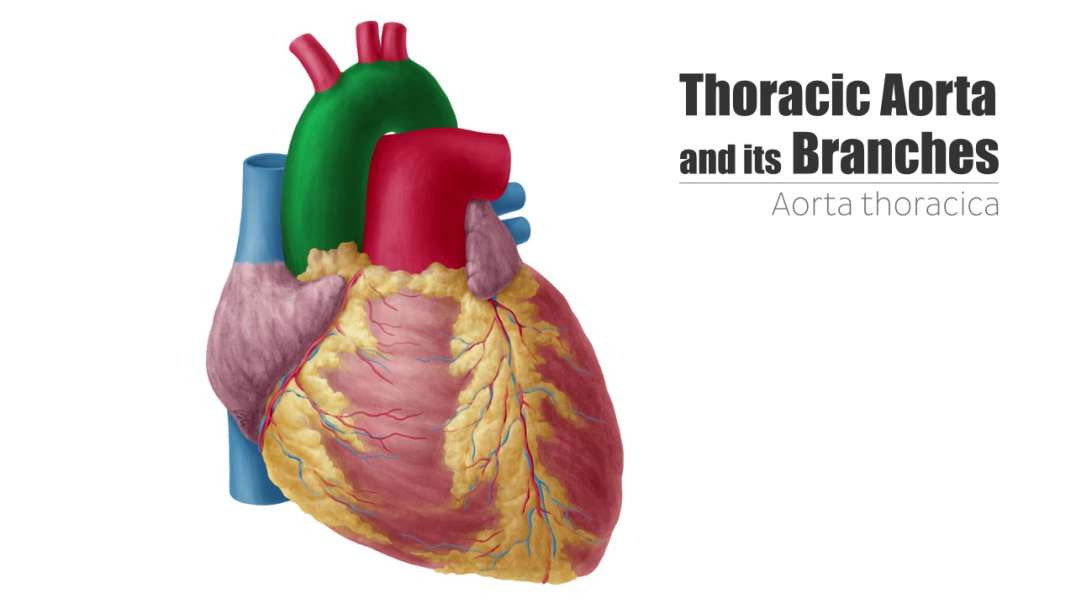 Thoracic aorta