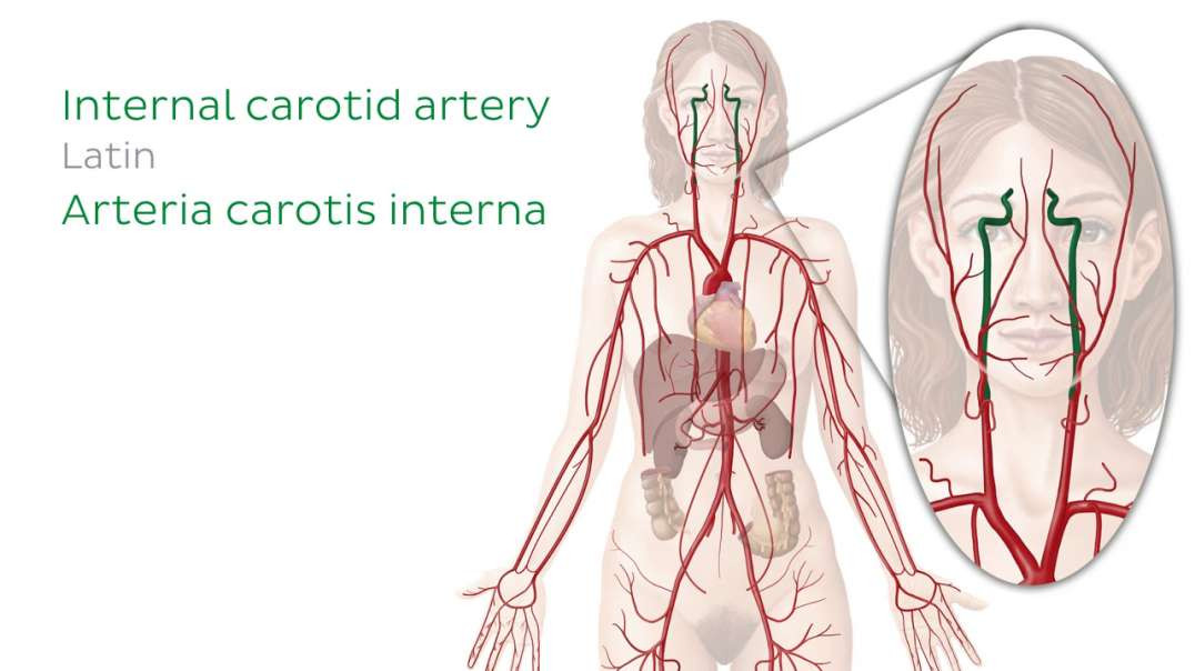 Arteries of the brain