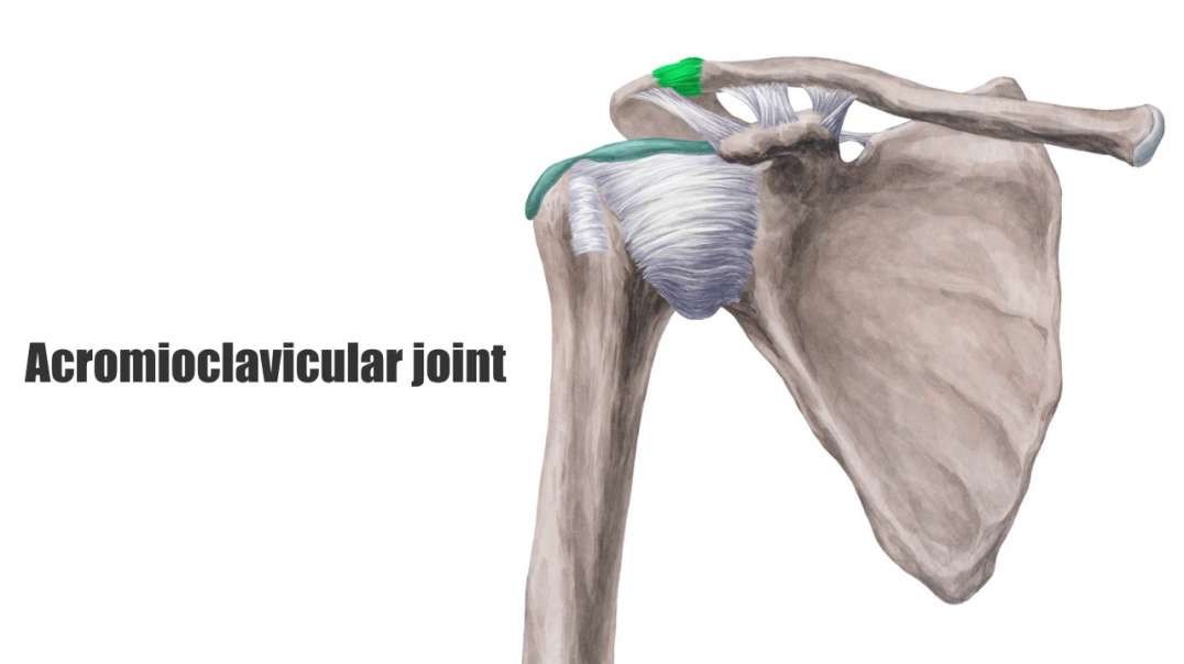 Acromioclavicular joint Kenhub