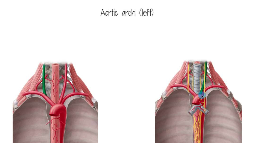 Blood supply of the esophagus