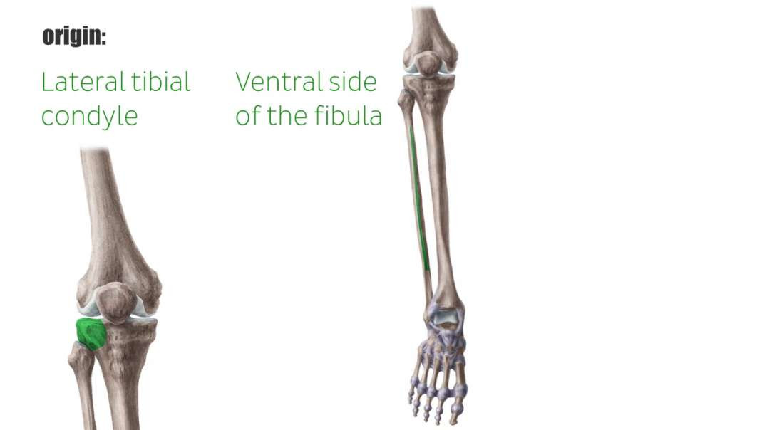 Extensor digitorum longus muscle
