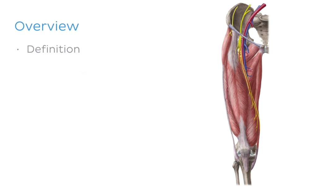 Adductor canal