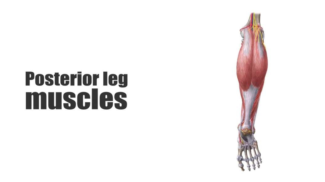Posterior muscles of the leg