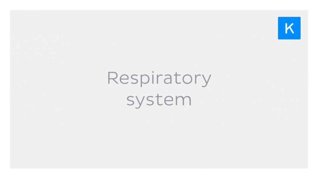 Organs of The Respiratory System