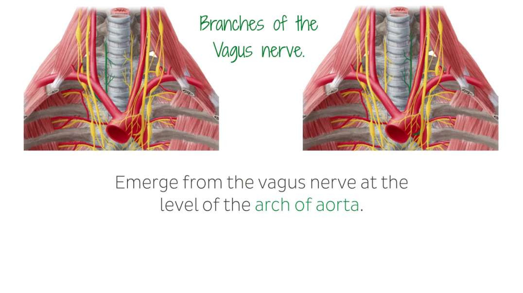 Nerves of the esophagus