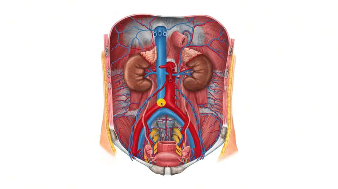 Structure of the kidney
