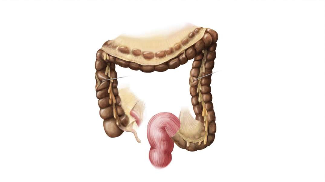 Arteries of the large intestine