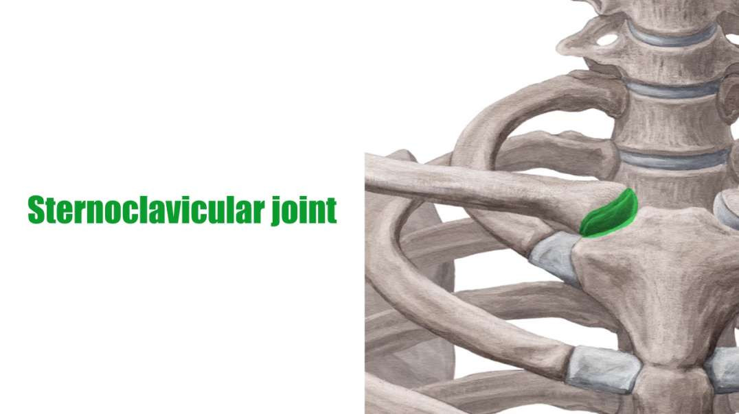 Sternoclavicular joint