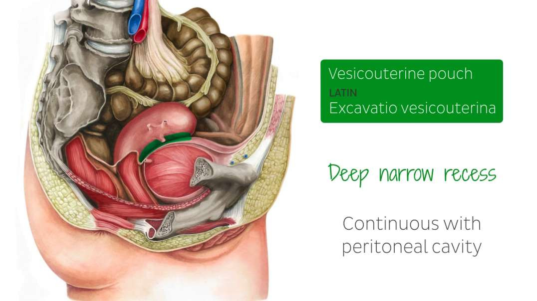 Vesicouterine pouch