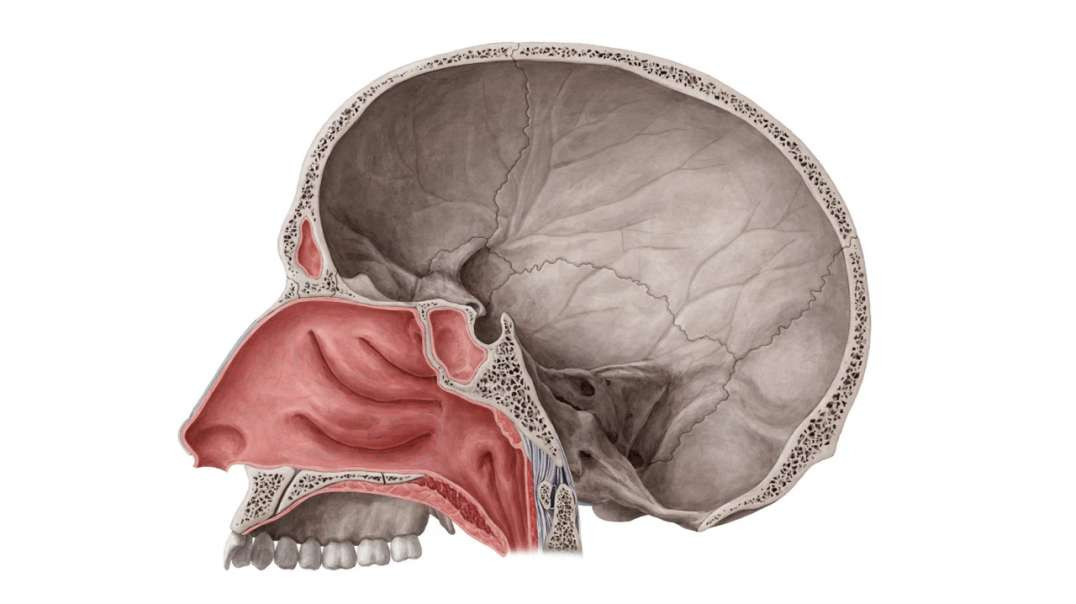 Lateral wall of nasal cavity