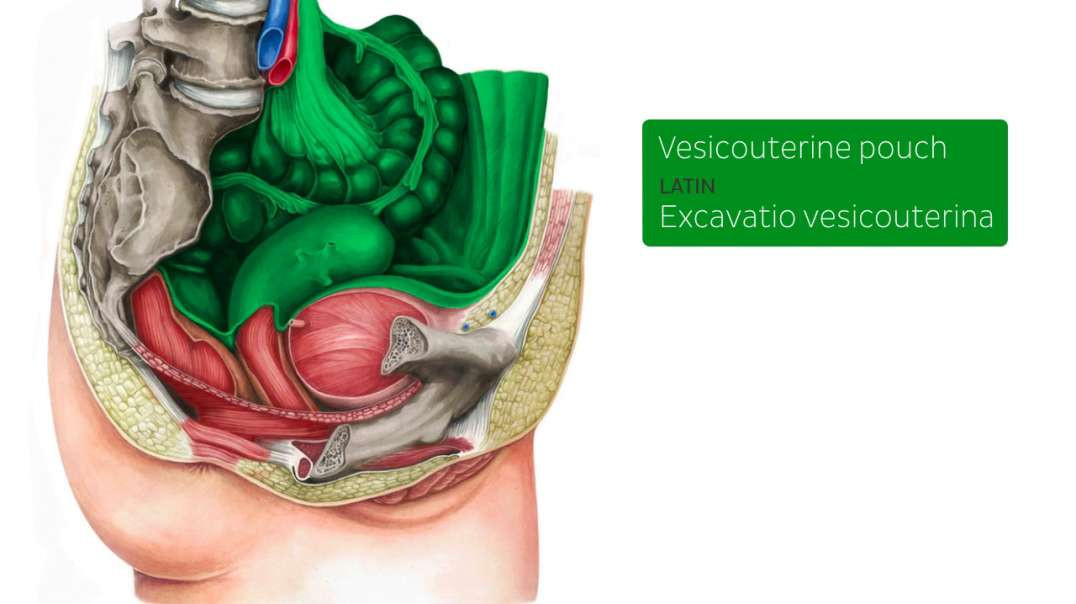 Vesicouterine pouch