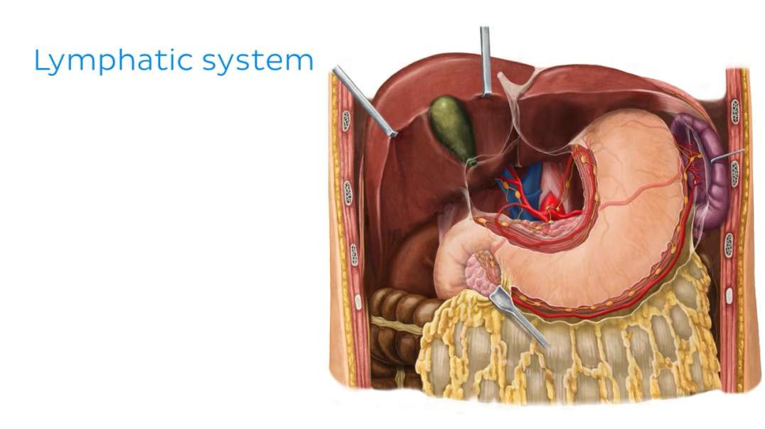 Lymphatics of stomach and liver