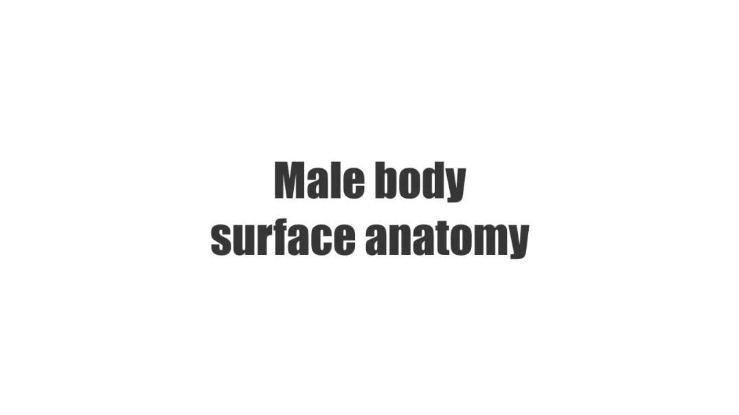 Male body surface anatomy