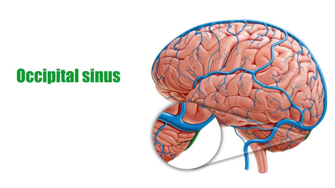 Occipital sinus