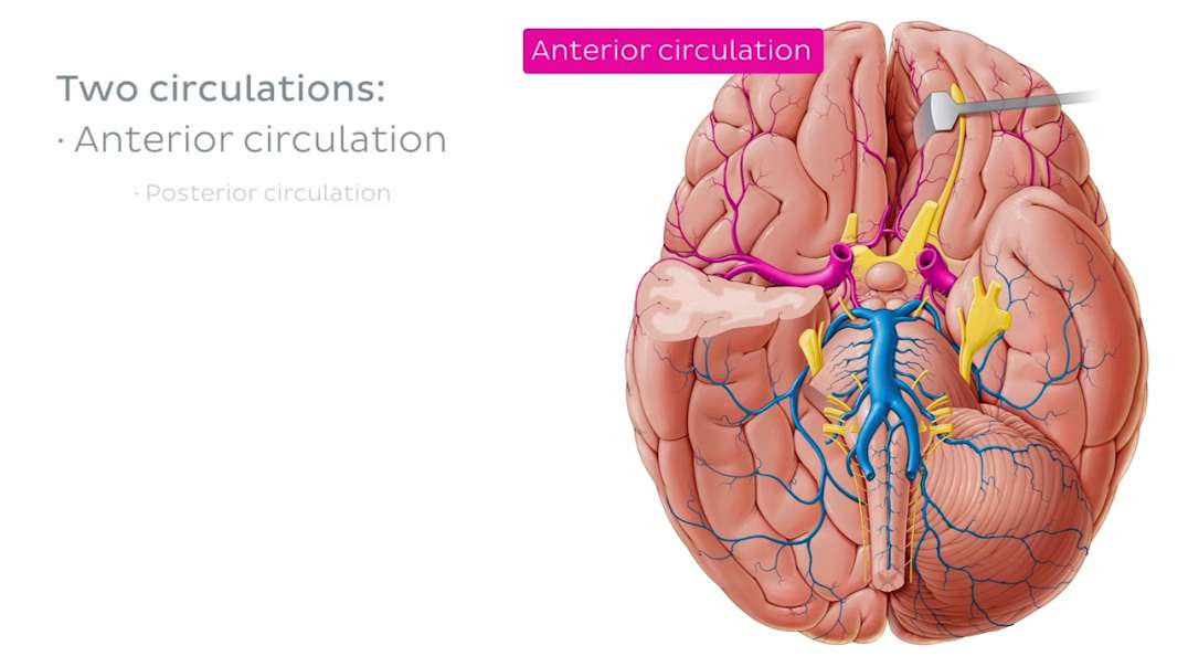 Arteries of the brain - basal view
