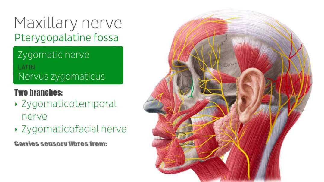 Maxillary nerve