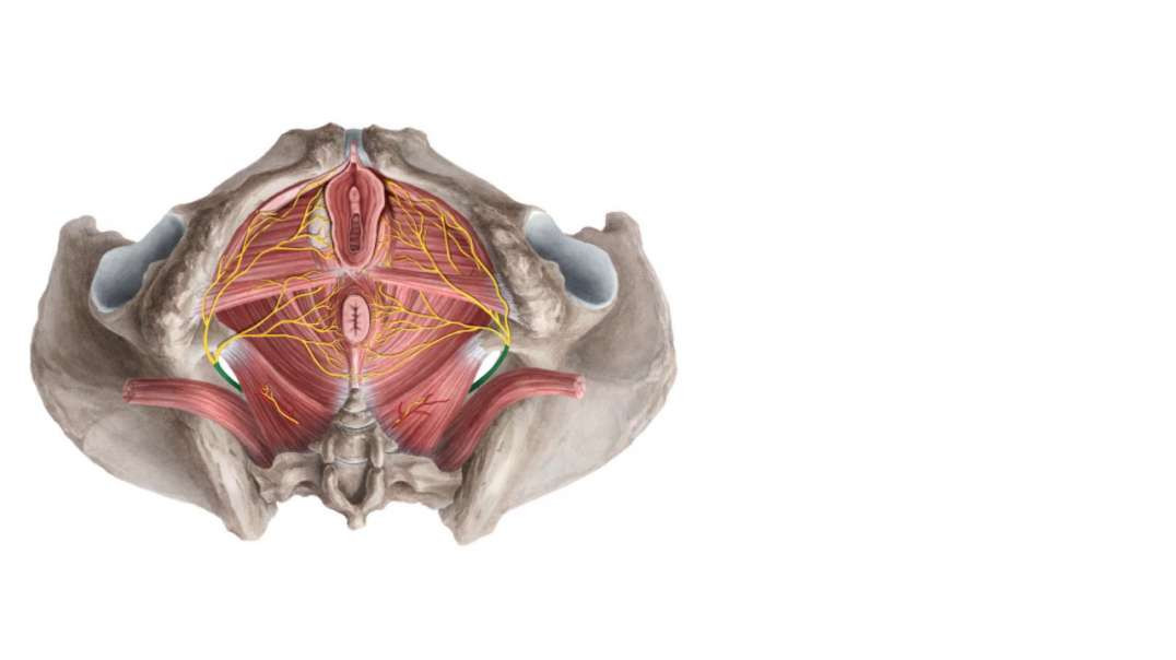 Nerves of the female pelvis