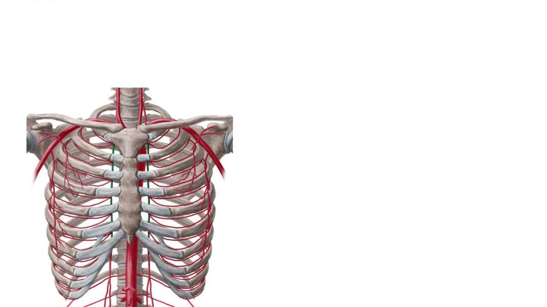 Blood vessels of female breast