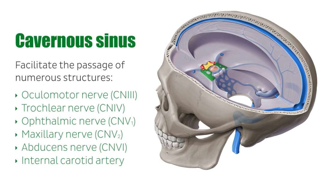 Cavernous sinus