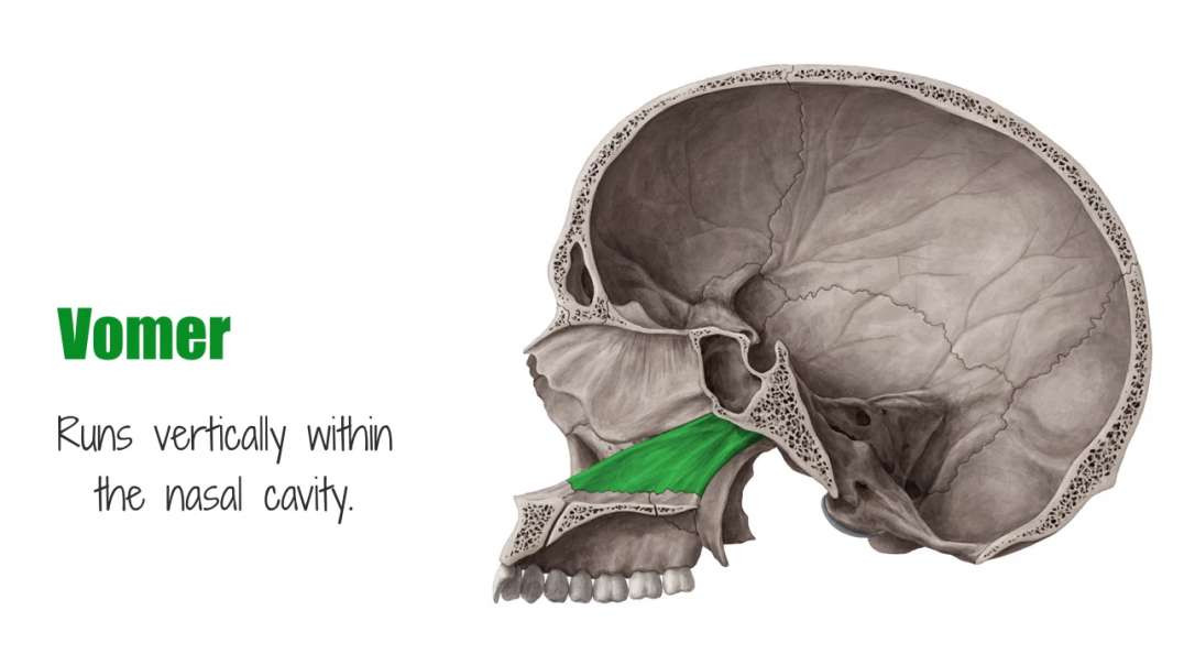 Vomer