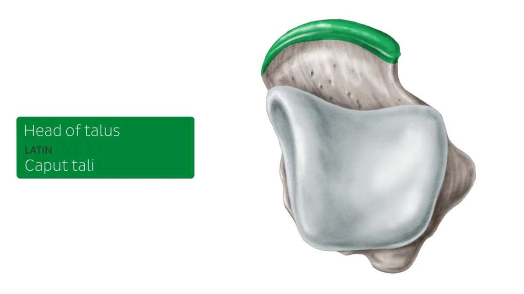 Talus