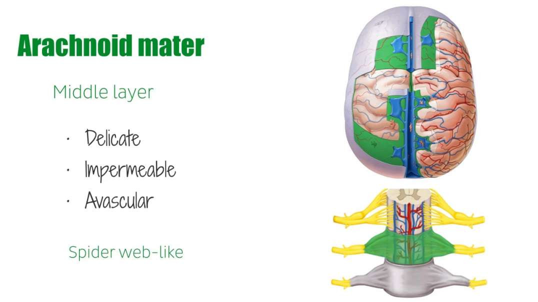Arachnoid mater