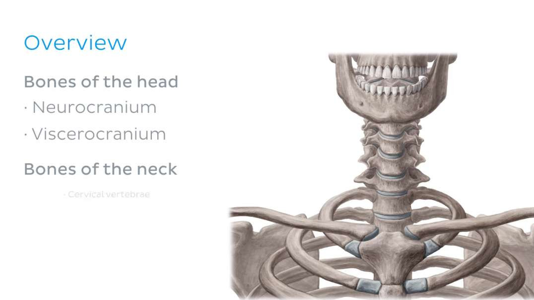 Bones of the head and neck