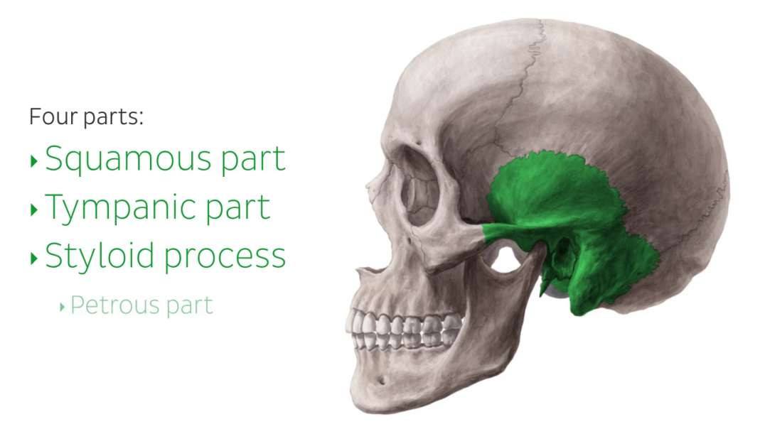 Temporal bone introduction