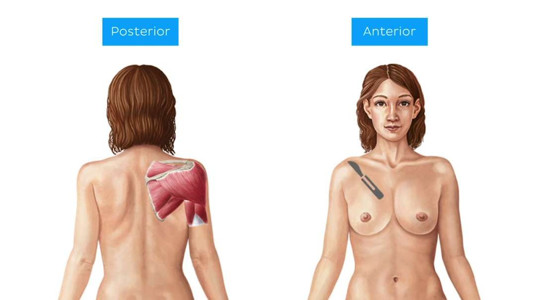 Rotator Cuff Muscles