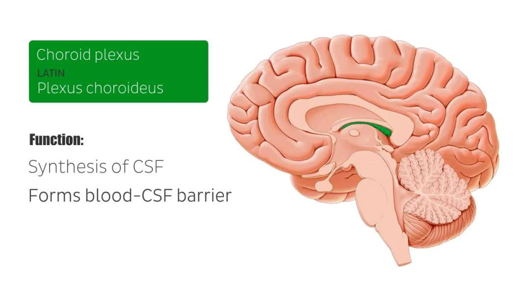Choroid plexus