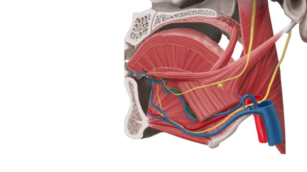 Neurovasculature of the tongue
