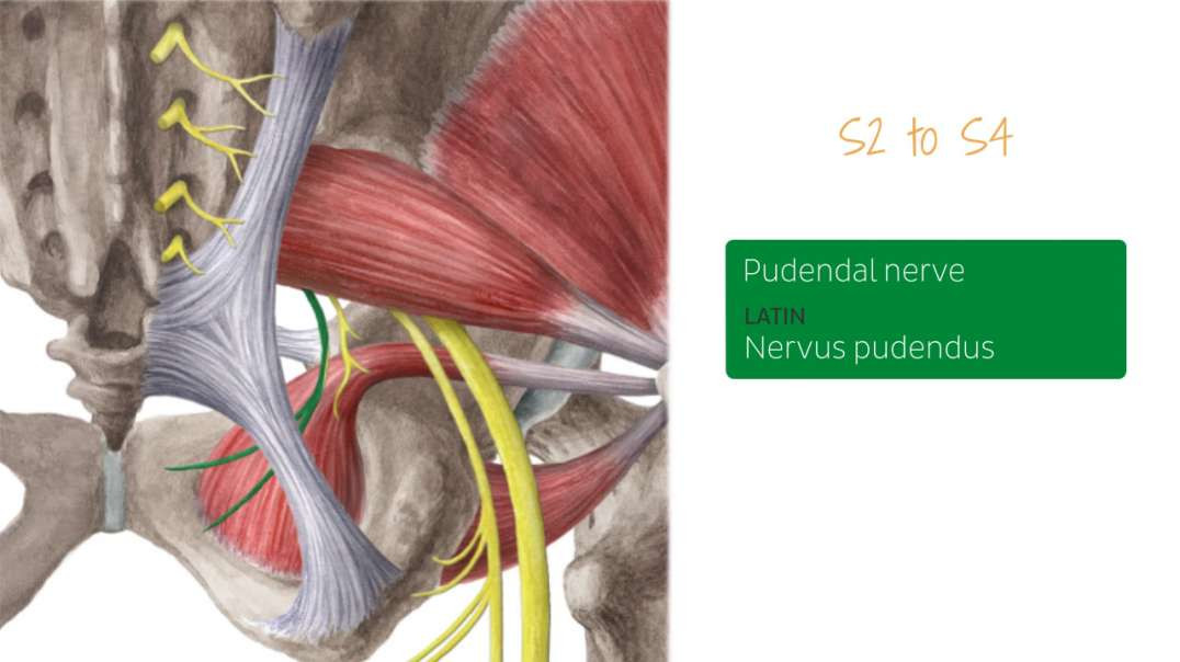 Nerves of male pelvis