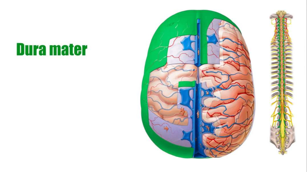 Dura mater