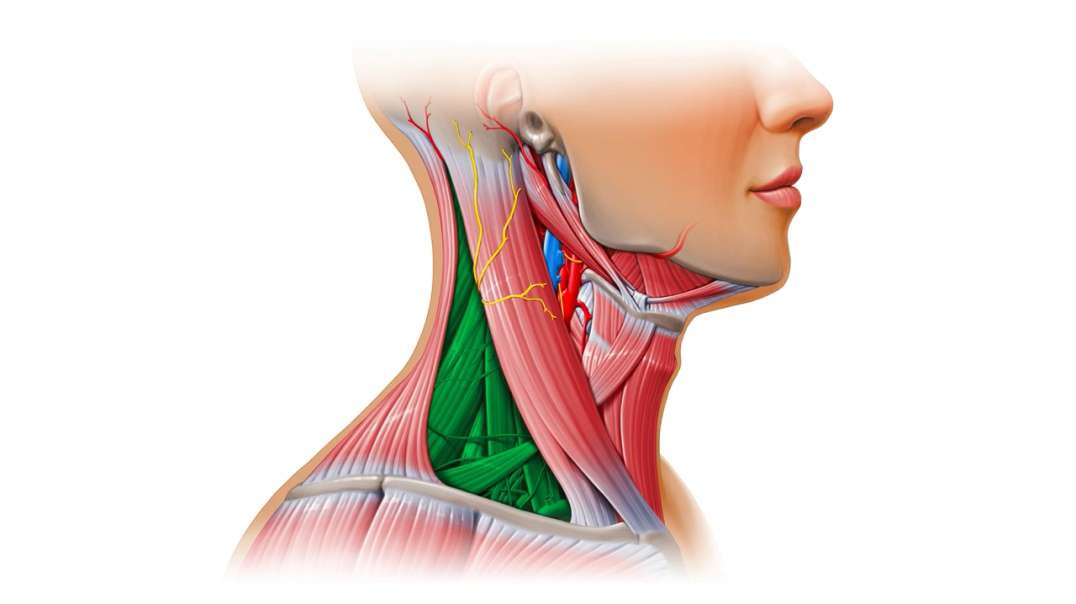 Triangles of the neck