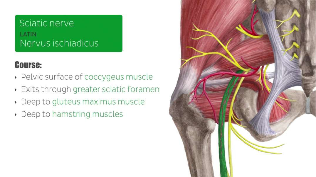 Sciatic nerve