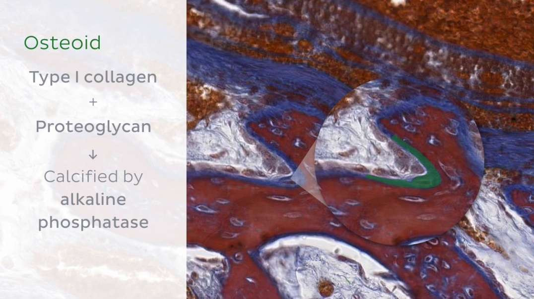 Bone tissue formation